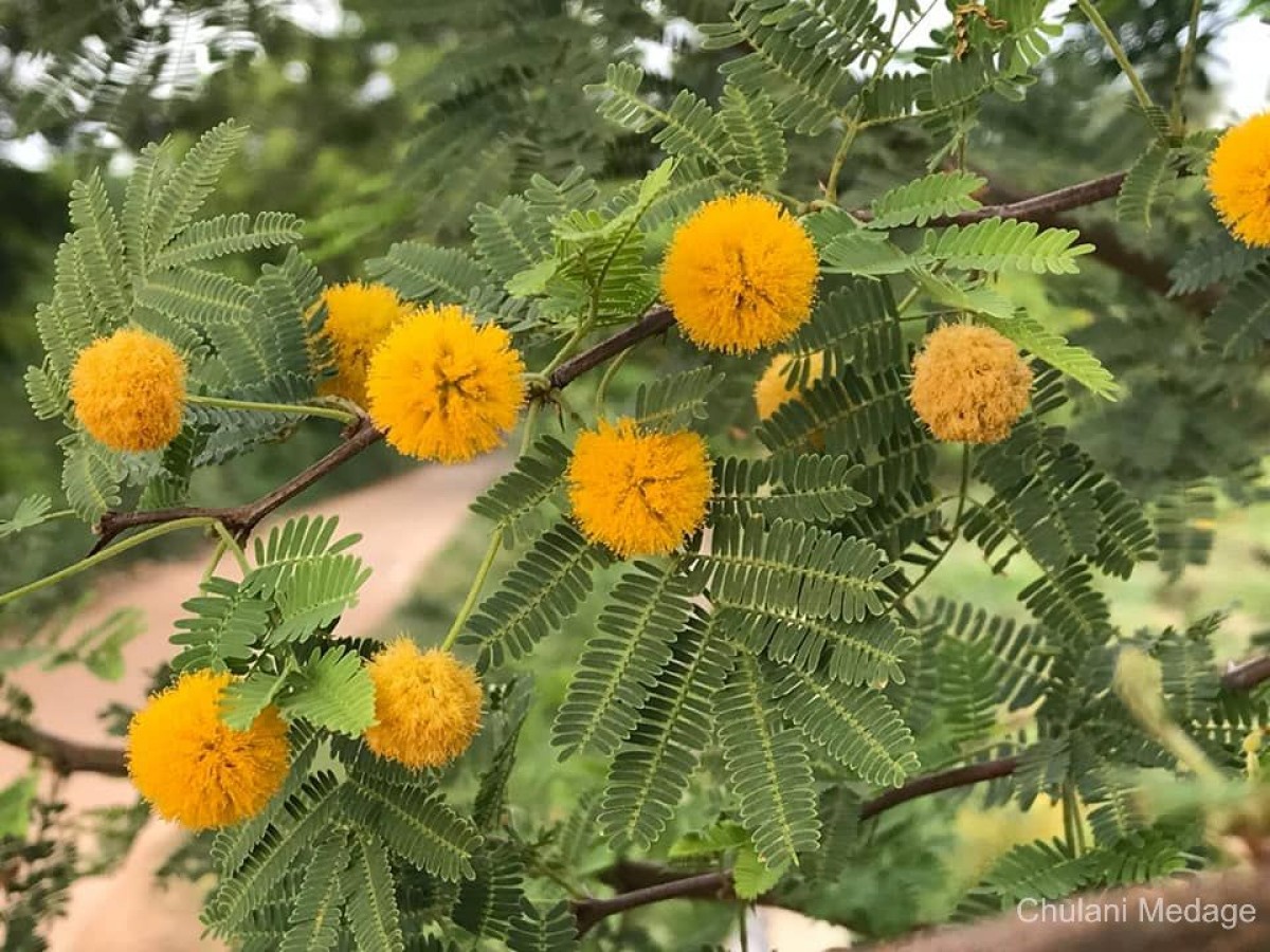 Vachellia farnesiana (L.) Wight & Arn.